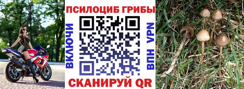 Псилоцибиновые грибы мицелий  Новотитаровская 